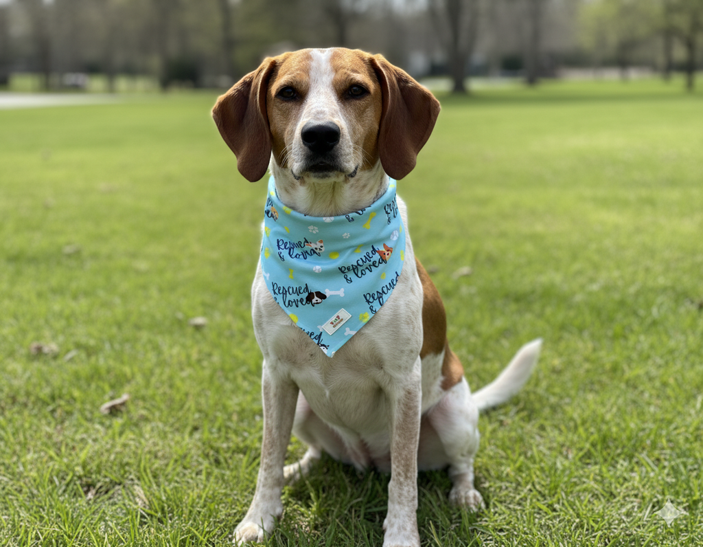 Hound dog wearing a blue "rescued and loved" cooling dog bandana sitting on grass