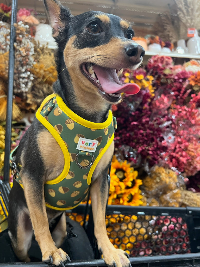 super cute small dog in our cute olive green with brown acorn adjustable dog harness with metal hardware