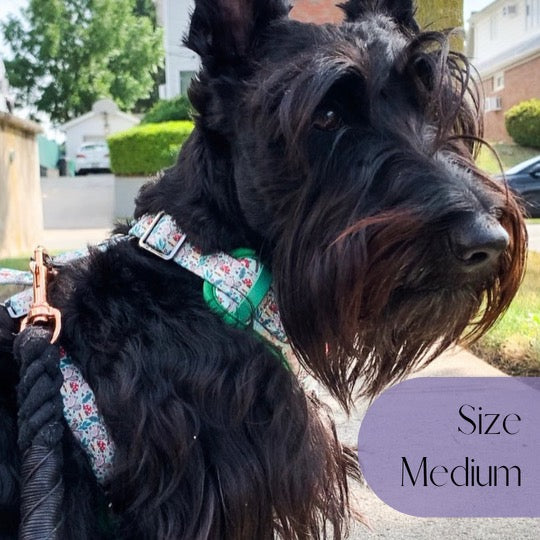 beautiful black terrier in the feeling squirrel adjustable dog harness