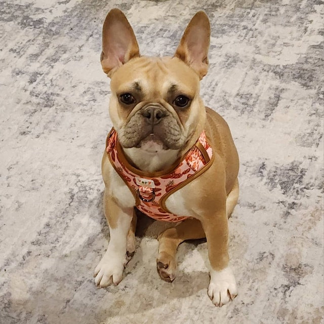 Adorable French bulldog showcasing a red and pink meat-themed adjustable harness vest.