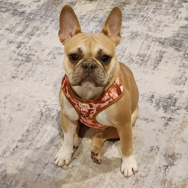light tan French bulldog in our adjustable meat pattern dog harness vest