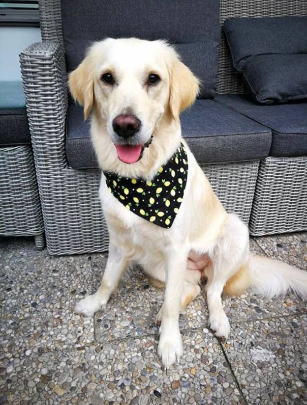 beautiful golden retriever dog wearing a handmade cotton bandana